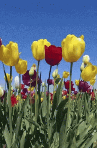 untitled.gif