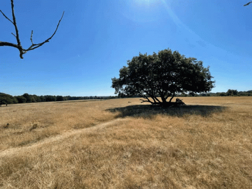 untitled.gif