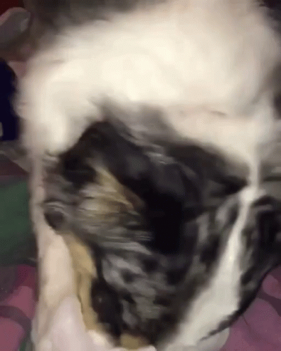 untitled.gif