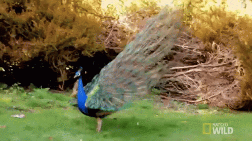untitled.gif