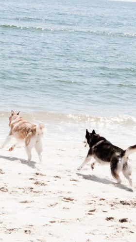 untitled.gif