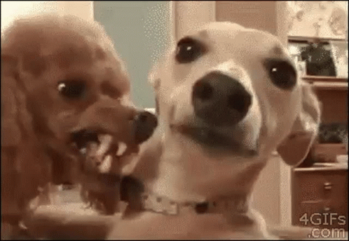 untitled.gif