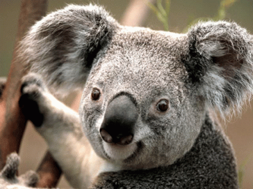 untitled.gif