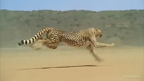 untitled.gif