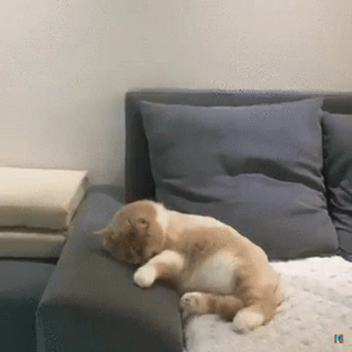 untitled.gif