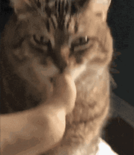 untitled.gif
