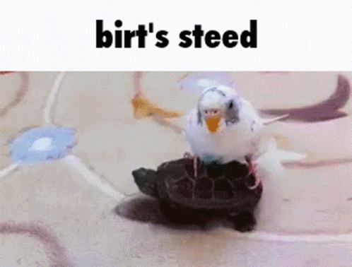 untitled.gif