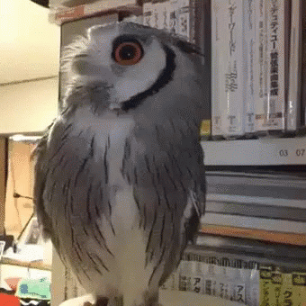 untitled.gif
