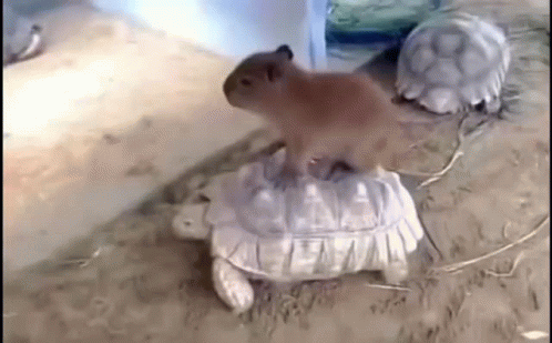 untitled.gif
