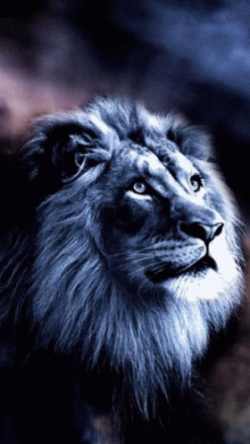 untitled.gif