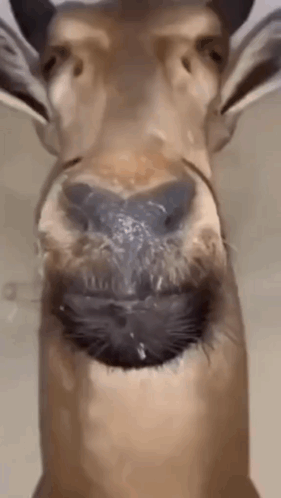 untitled.gif