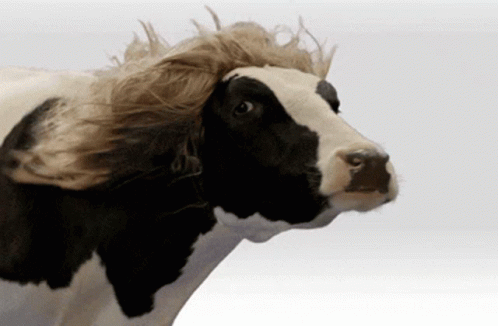 untitled.gif