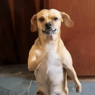 gif1