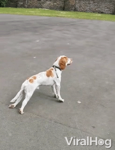 untitled.gif