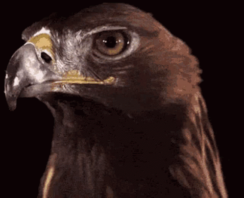 untitled.gif