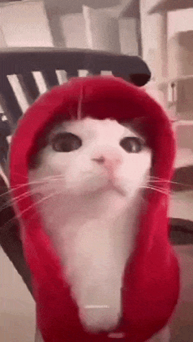 untitled.gif