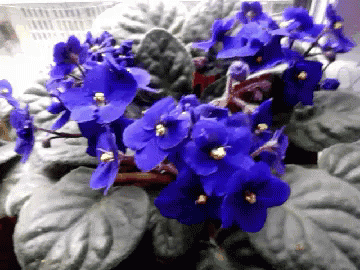 untitled.gif