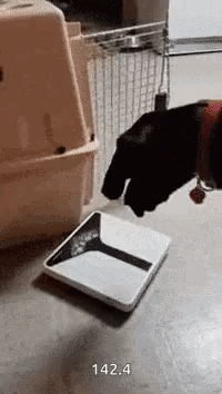 untitled.gif