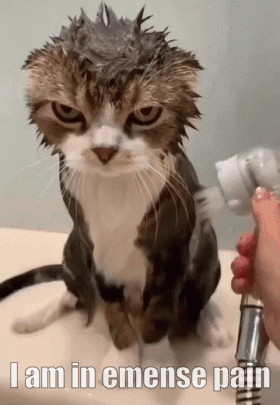 untitled.gif