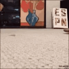 untitled.gif