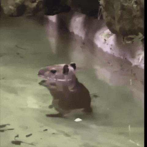 untitled.gif