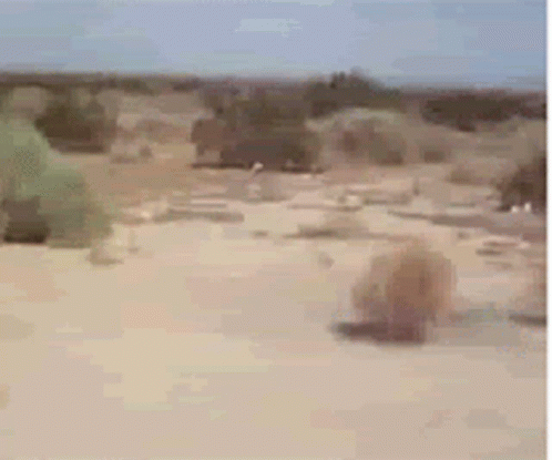 untitled.gif