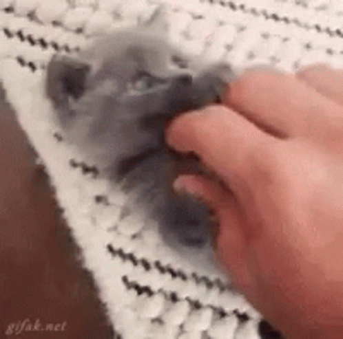 untitled.gif