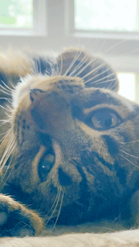 untitled.gif