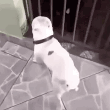 untitled.gif