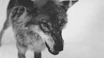 untitled.gif