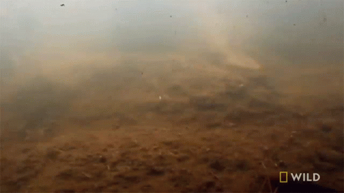 untitled.gif