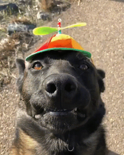 untitled.gif