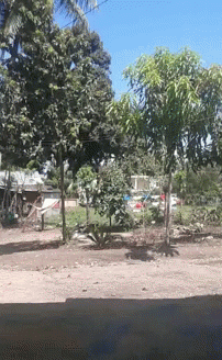 Tree shadows