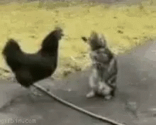 untitled.gif