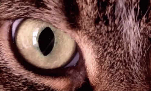 untitled.gif