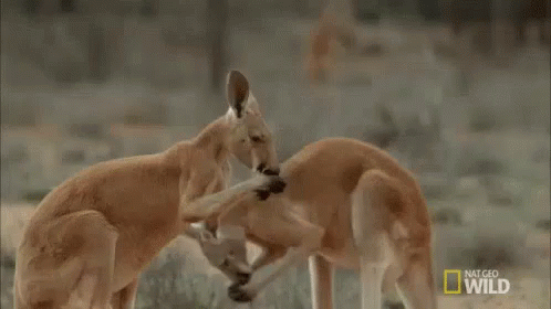 untitled.gif