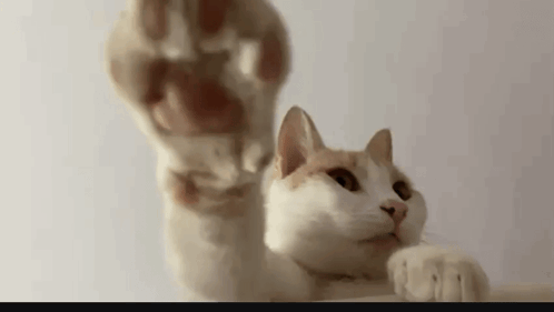 untitled.gif