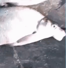untitled.gif