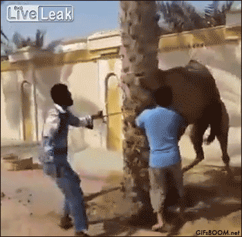 untitled.gif