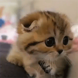 untitled.gif