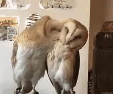 untitled.gif