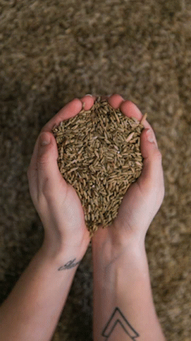 seeds