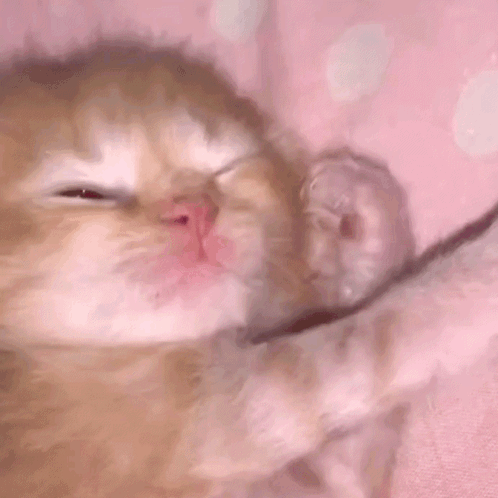 untitled.gif