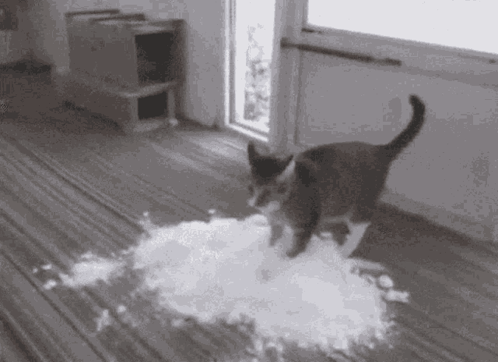 untitled.gif