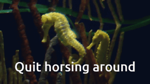 untitled.gif