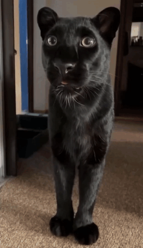 untitled.gif