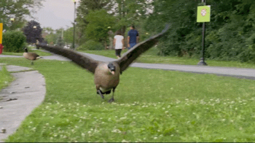 untitled.gif