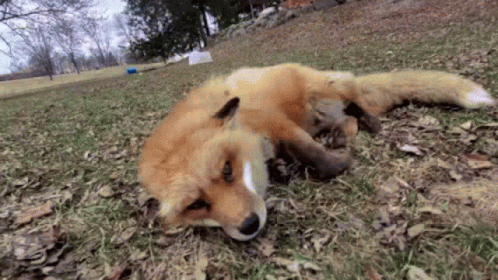 gif1