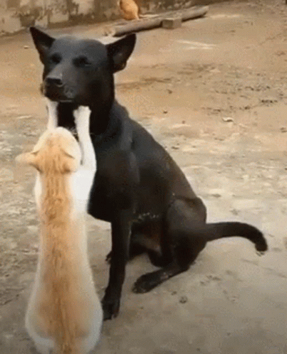 untitled.gif