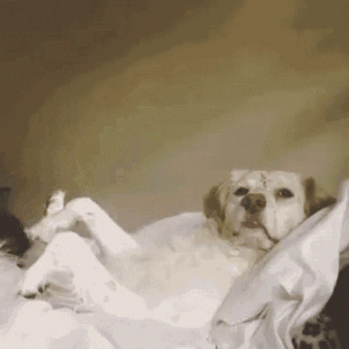 untitled.gif
